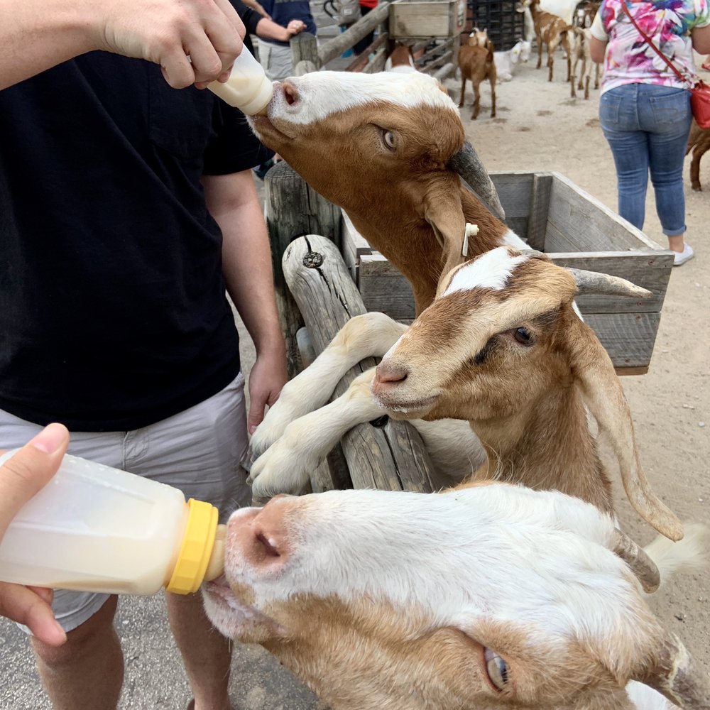 Grant's Farm - My favorite part, bottle feeding goats! - Attraction Farms Near Me - St. Louis, Missouri