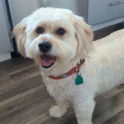 In The Dog House - Chewie feels pretty good after his appointment!