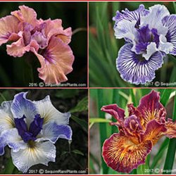 Sequim Rare Plants - Iris 'Pacific Coast hybrids'