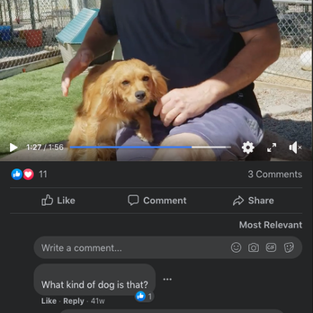 Furh Haven K 9 S - Not pure breed dogs - Pet Breeders Near Me - Weatherford, Texas