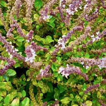 Ocean View Farms - Floral bush - Community Gardens Near Me - Los Angeles, California