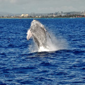 Majestic by Atlantis Cruises - Boat Tours Near Me - Honolulu, Hawaii Majestic by Atlantis Cruises - Boat Tours Near Me - Honolulu, Hawaii