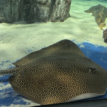 OdySea Aquarium - Aquariums Near Me - Scottsdale, Arizona OdySea Aquarium - Aquariums Near Me - Scottsdale, Arizona
