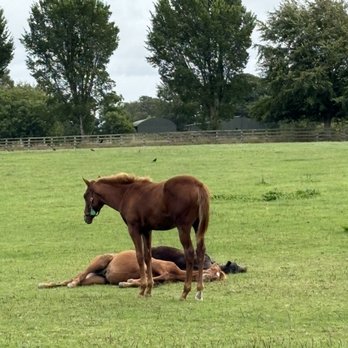 Irish National Stud - Babies!! - Pet Services Near Me - Kildare, KE