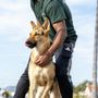 Photo of Amigos Paw Training