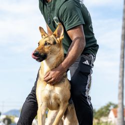 Amigos Paw Training