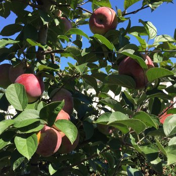 Wightman Farms - Picking Apples - Farmers Market Near Me - Morristown, New Jersey Wightman Farms - Picking Apples - Farmers Market Near Me - Morristown, New Jersey