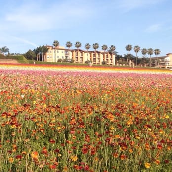 The Flower Fields - Venues & Event Spaces Near Me - Carlsbad, California