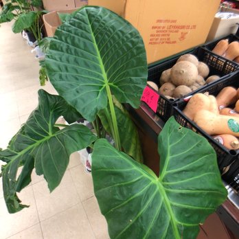 Super X Market - Large Alocasia elephant war plants for $28 - International Grocery Near Me - Sacramento, California