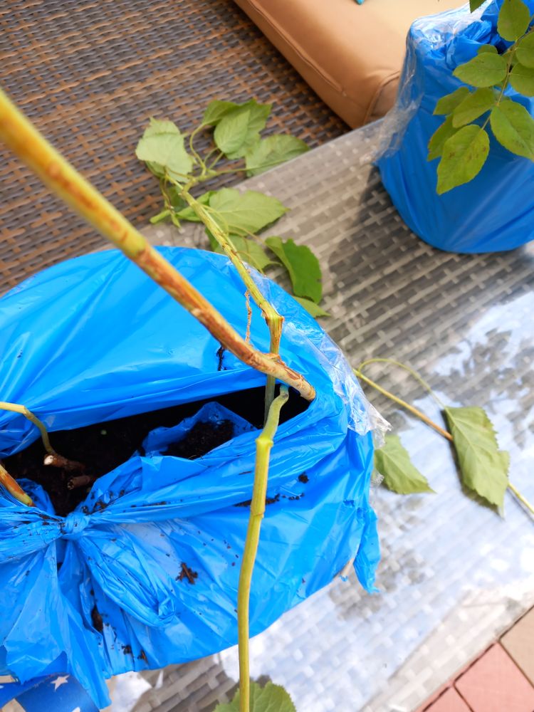 GARDENING EXPRESS Updated August 2024 27 Photos & 53 Reviews