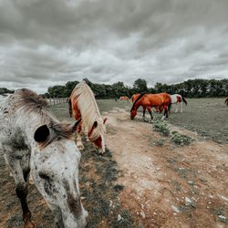 Koteewi Equine Experience by H&H Trails