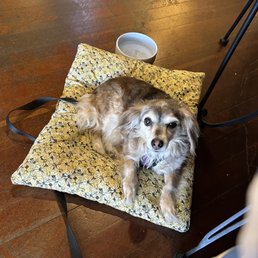 a dog sitting on a chair