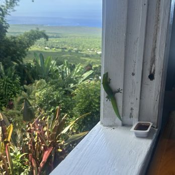 The Coffee Shack - Coffee & Tea Near Me - Captain Cook, Hawaii