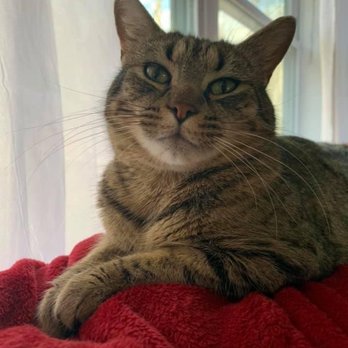 Winchester Area SPCA - This is Willow we also got her 3 years ago with London. - Animal Shelters Near Me - Winchester, Virginia