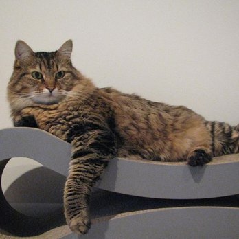Sit-A-Pet - Pet Sitting Near Me Sit-A-Pet - Pet Sitting Near Me