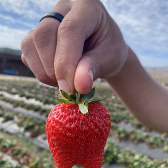 Blue House Farm - Butt - Farmers Market Near Me - San Gregorio, California