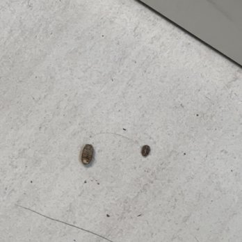 Humble Mri & Diagnostic Center - Dead bugs and hair at 10:00AM. Floors clearly haven't been cleaned in a long time. - Diagnostic Imaging Near Me - Humble, Texas Humble Mri & Diagnostic Center - Dead bugs and hair at 10:00AM. Floors clearly haven't been cleaned in a long time. - Diagnostic Imaging Near Me - Humble, Texas