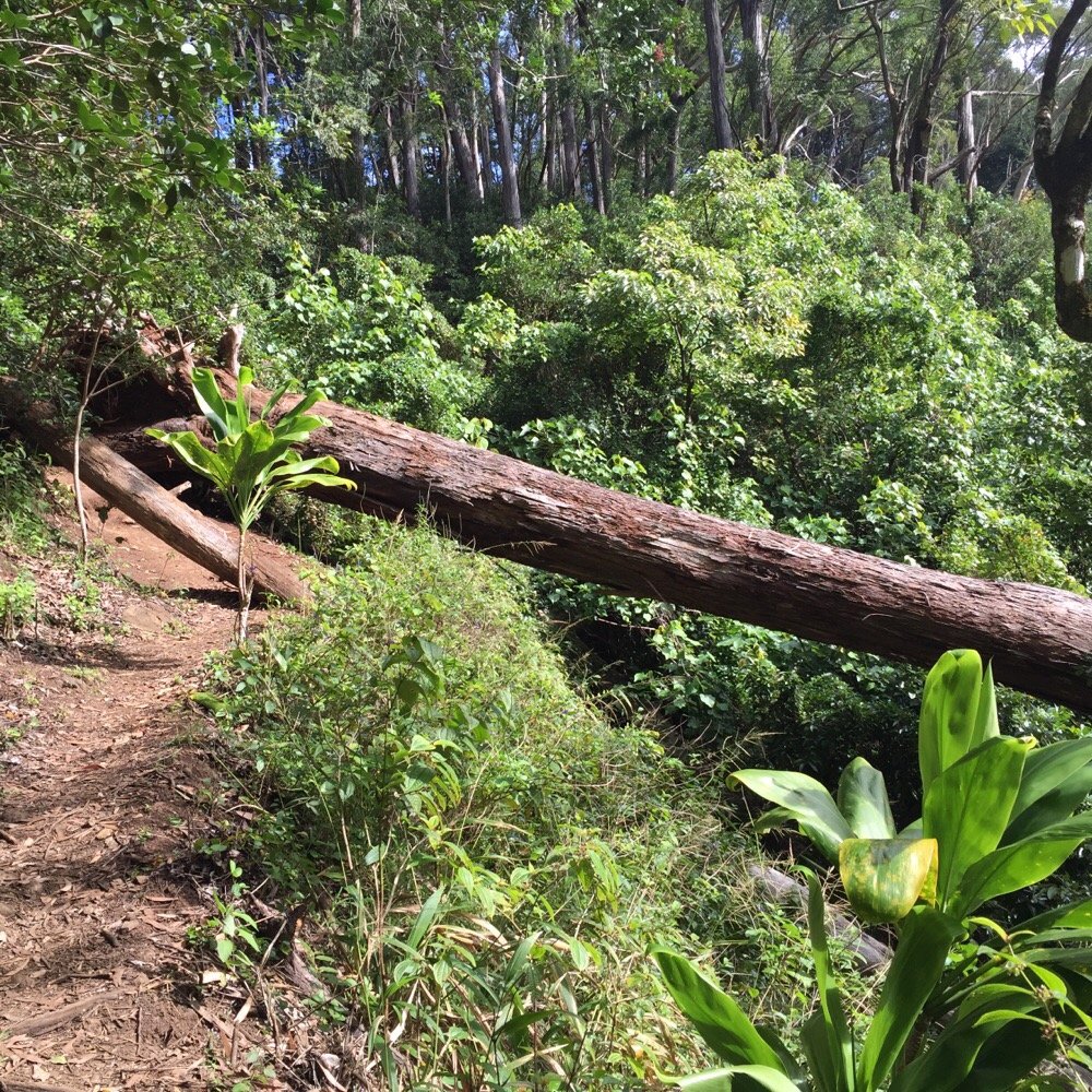 Waimano Loop Trail - Large tree down just before the shelter - Hiking Near Me - Pearl City, Hawaii Waimano Loop Trail - Large tree down just before the shelter - Hiking Near Me - Pearl City, Hawaii