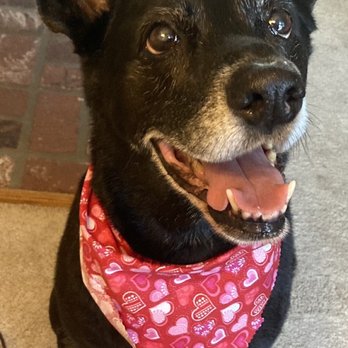 Land Of Paws - Waiting for his post-groom treat! - Pet Groomers Near Me - Simi Valley, California Land Of Paws - Waiting for his post-groom treat! - Pet Groomers Near Me - Simi Valley, California