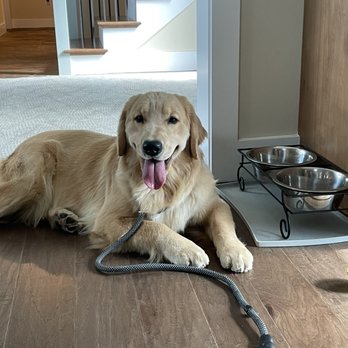 Shadalane Golden Retrievers - Skye's first few hours at home! She is doing great! What a sweetheart - Pet Training Near Me - Vista, California Shadalane Golden Retrievers - Skye's first few hours at home! She is doing great! What a sweetheart - Pet Training Near Me - Vista, California