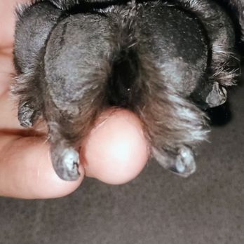 Sunset Pet Grooming - Proof they didn't trim his nails. There's no sign of the quick  just dirt. 105$ lazy groomer - Pet Groomers Near Me - Rialto, California