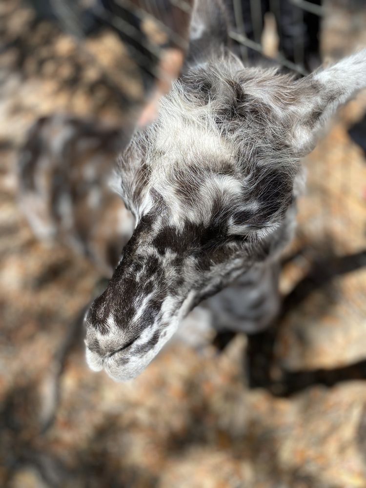 SWEET BLOSSOM ALPACA FARM 21 Photos 676 Hiltonia Rd, Millen