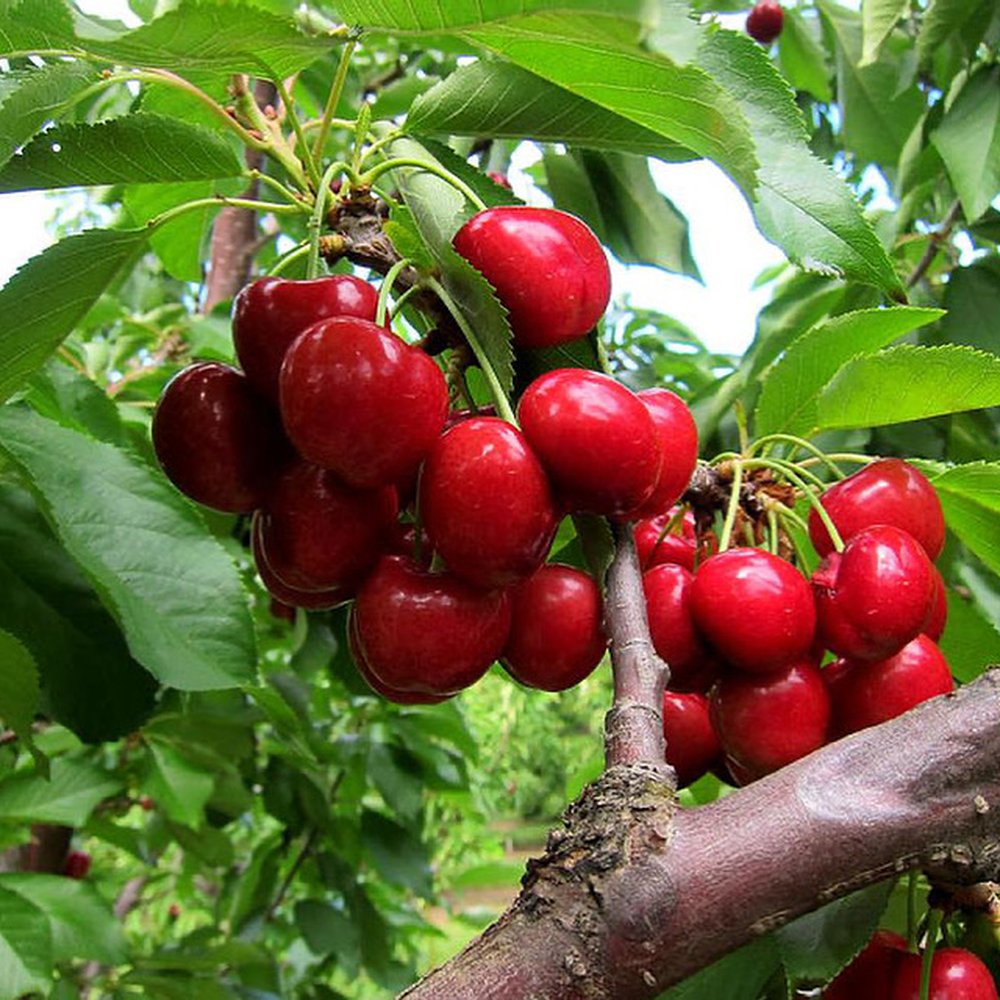 Long Shadow farm - Beautiful cherries! - Pick Your Own Farms Near Me - Byron, California Long Shadow farm - Beautiful cherries! - Pick Your Own Farms Near Me - Byron, California