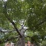 Photo of The Kapok tree