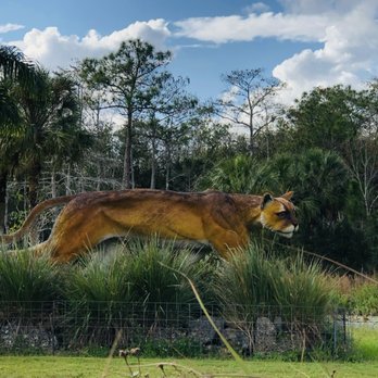 Skunk Ape Research Headquarters - Local Flavor Near Me - Ochopee, Florida Skunk Ape Research Headquarters - Local Flavor Near Me - Ochopee, Florida