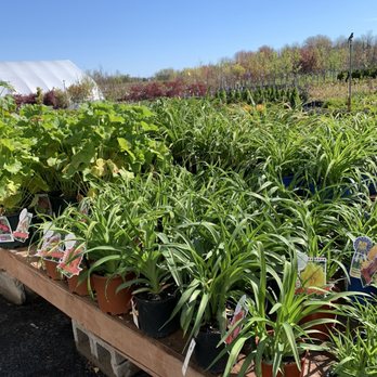 Green Acre Farms - rows of potted plants - Fruits & Veggies Near Me - Rochester, New York