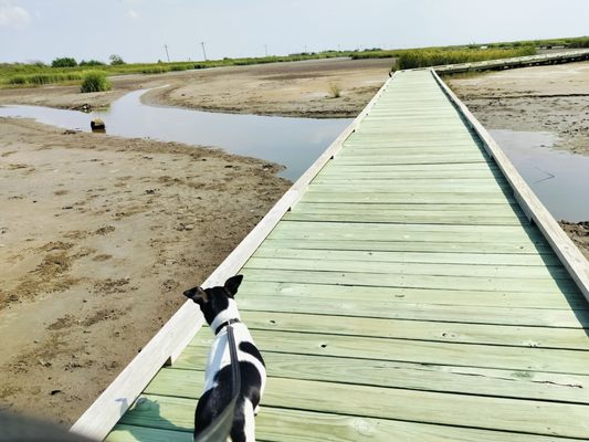 Sea Rim State Park by null