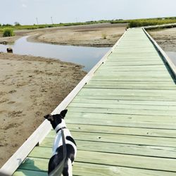 Under a mile long boardwalk trail