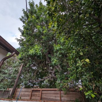 Everest Tree Service - Tree Services Near Me Everest Tree Service - Tree Services Near Me