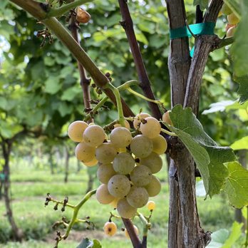 Silver Fork Winery - Harvest - Wineries Near Me - Morganton, North Carolina Silver Fork Winery - Harvest - Wineries Near Me - Morganton, North Carolina