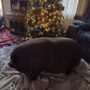 Photo of Blue Paw Pet Sitting