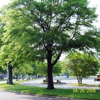 Lovett Tree Service - Tree Services Near Me - Dallas, Texas Lovett Tree Service - Tree Services Near Me - Dallas, Texas