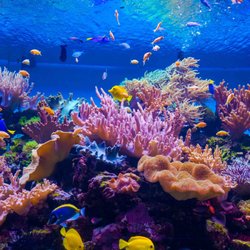 Bermuda Aquatics Exotic Fish and Ponds