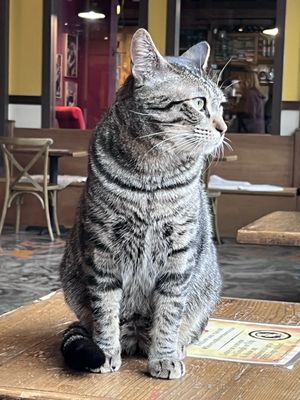Seattle Meowtropolitan by null