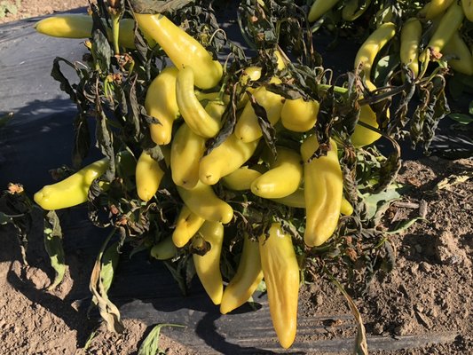 Well Rooted Farms by null