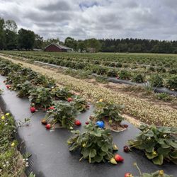 The Strawberry Farm - They had an egg hunt the day we went!