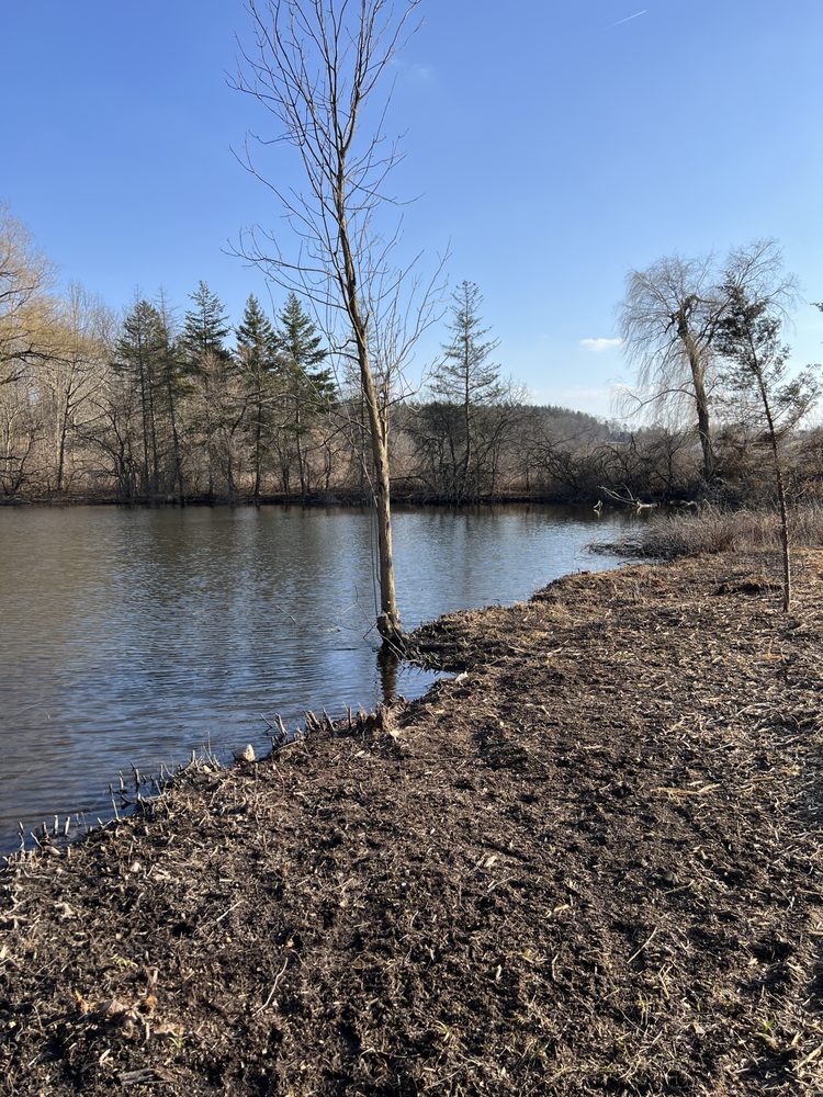 Great Outdoors - tree service in Ann Arbor, MI