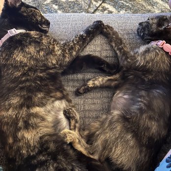 PAW Veterinary Center - Penny on the right and Rusty on the left :) - Veterinarians Near Me - Redondo Beach, California PAW Veterinary Center - Penny on the right and Rusty on the left :) - Veterinarians Near Me - Redondo Beach, California