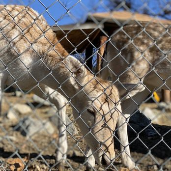 Oak Tree Mountain 422 Photos 92 Reviews Amusement Parks 38480 Oak Glen Rd Oak Glen Ca Phone Number