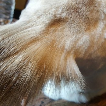Ridgeview Animal Hospital - Veterinarians Near Me - Omaha, Nebraska Ridgeview Animal Hospital - Veterinarians Near Me - Omaha, Nebraska