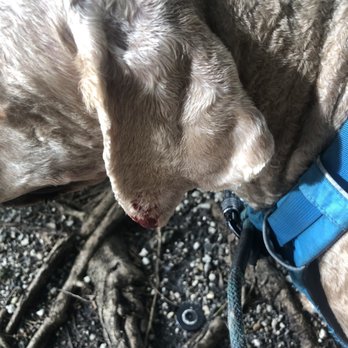 Hey Groomer Mobile Pet Service - Bleeding ears 2 days post groom - Pet Groomers Near Me Hey Groomer Mobile Pet Service - Bleeding ears 2 days post groom - Pet Groomers Near Me