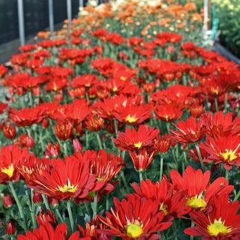 King's Mums - Mums - Nurseries & Gardening Near Me - Oregon City, Oregon King's Mums - Mums - Nurseries & Gardening Near Me - Oregon City, Oregon
