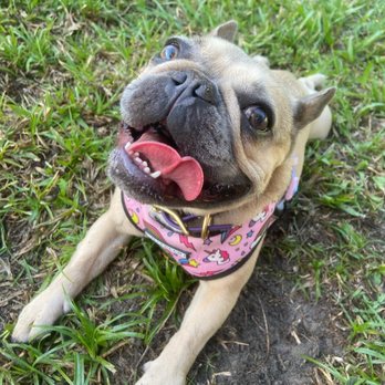 Running Paws Pet Services - Happy Frenchie - Pet Boarding Near Me Running Paws Pet Services - Happy Frenchie - Pet Boarding Near Me