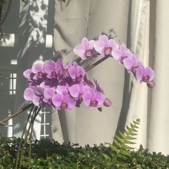 Orchid Key Inn - Orchid is in the name! - Hotels Near Me - Key West, Florida Orchid Key Inn - Orchid is in the name! - Hotels Near Me - Key West, Florida