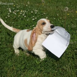 Peggy Moran's School for Dogs - I've got homework!