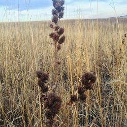 Badger Prairie Park